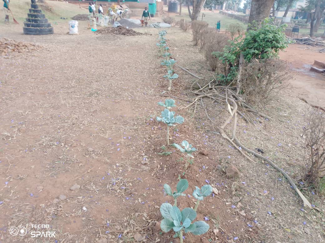 Before landscaping